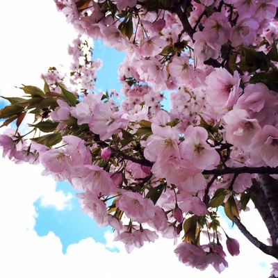お花見(*^_^*)