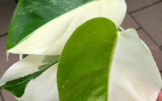 室内でも育つ植物