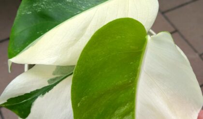 室内でも育つ植物