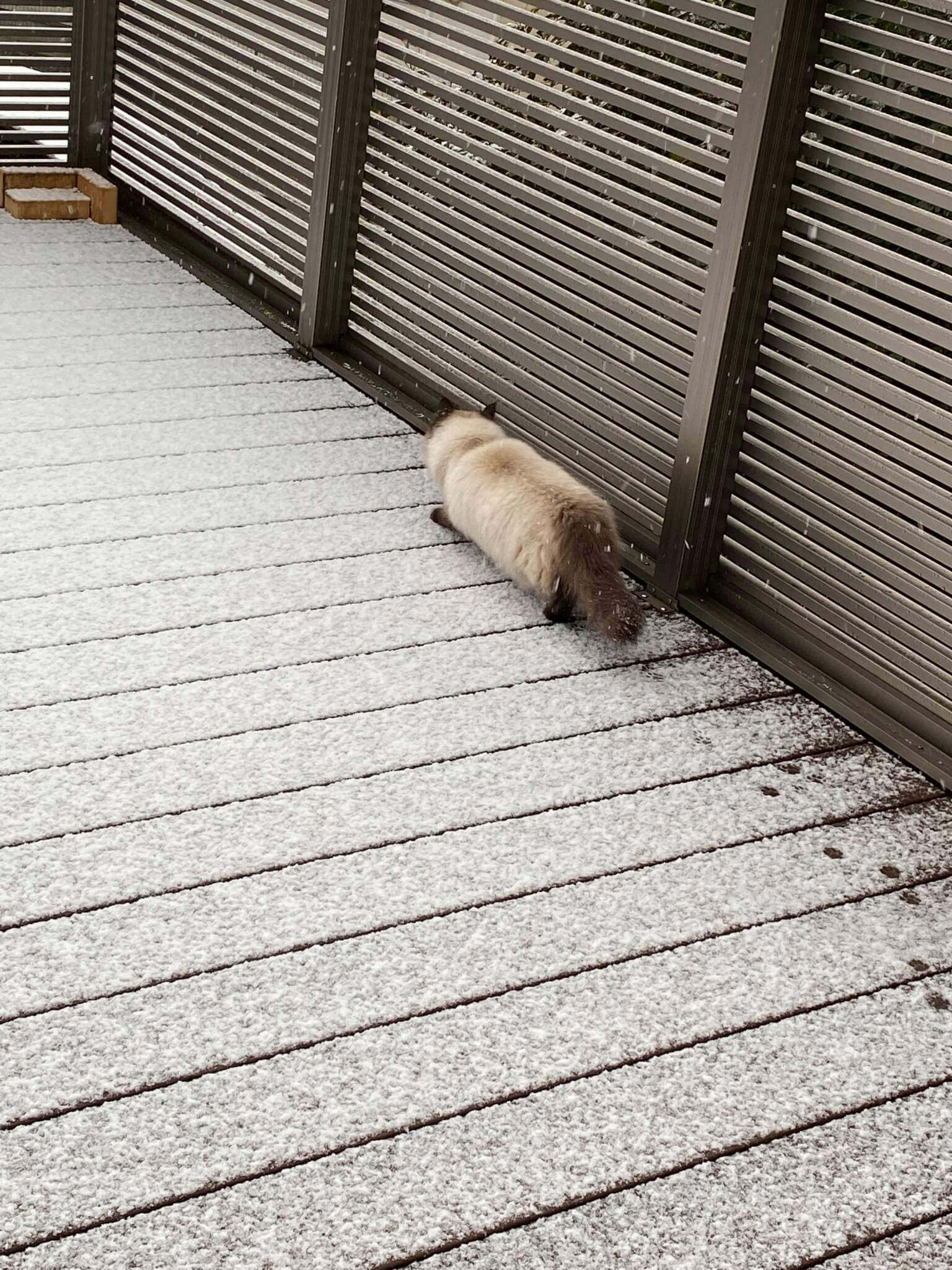 2月の雪模様