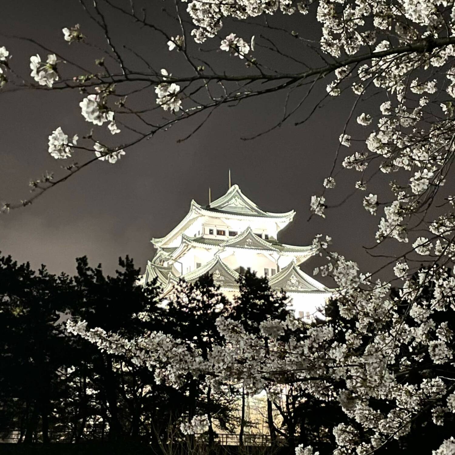 桜