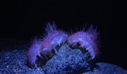 深海魚水族館🐟