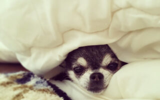 ワンちゃん・ネコちゃんと一緒に暮らす家