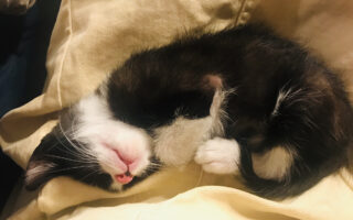 🐈