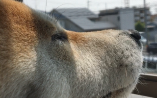 子どもと犬