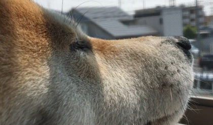 子どもと犬